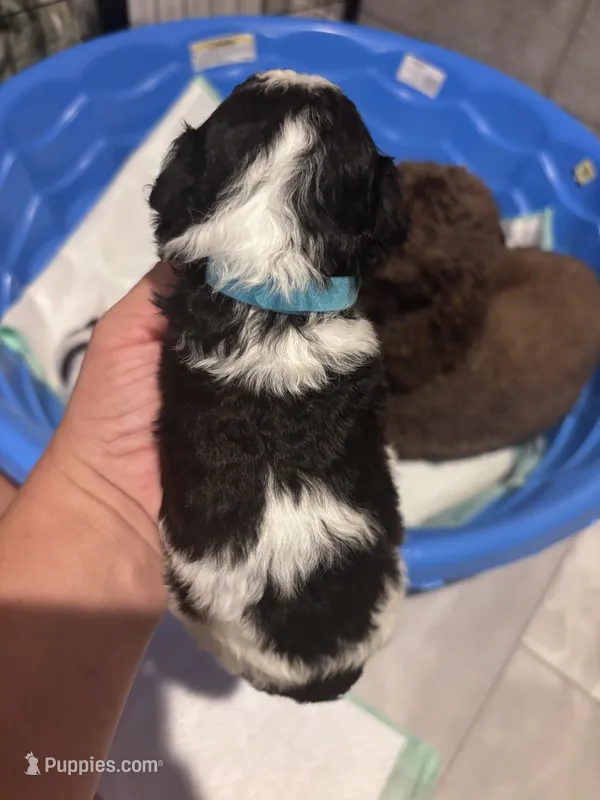 Teal boy – Poodle - Miniature , Miniature Goldendoodle puppy for sale in Elizabethtown, NC