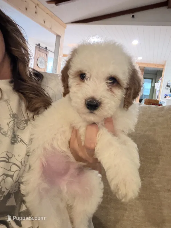 Grey boy – Poodle - Miniature , Miniature Goldendoodle puppy for sale in Elizabethtown, NC
