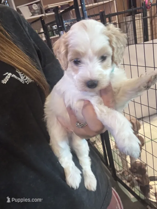 Teal boy  – Miniature Goldendoodle puppy for sale in Elizabethtown, NC