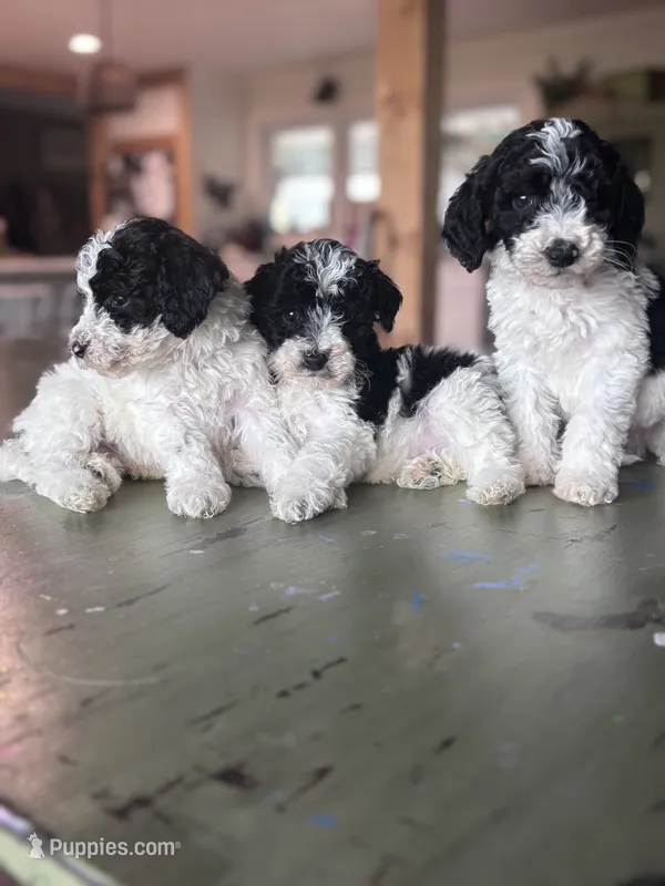 Red boy – Poodle - Toy , Miniature Goldendoodle puppy for sale in Elizabethtown, NC