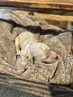 White boy , a male Miniature Goldendoodle for sale in Elizabethtown, NC – 3 of 5