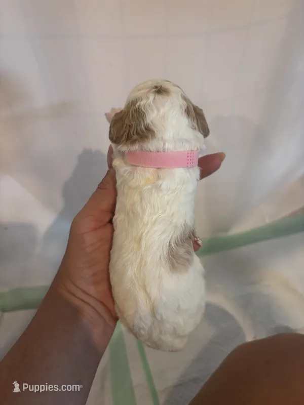 Pink girl – Poodle - Miniature , Miniature Goldendoodle puppy for sale in Elizabethtown, NC