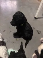 Green boy, a male Poodle - Miniature  and Miniature Goldendoodle for sale in Elizabethtown, NC – 5 of 8