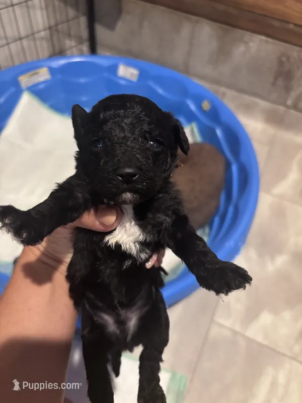 Brown boy – Poodle - Miniature , Miniature Goldendoodle puppy for sale in Elizabethtown, NC