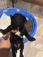 Brown boy, a male Poodle - Miniature  and Miniature Goldendoodle for sale in Elizabethtown, NC – 1 of 3