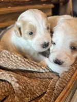 Teal boy , a male Miniature Goldendoodle for sale in Elizabethtown, NC – 3 of 10