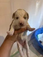 Purple girl, a female Poodle - Miniature  and Miniature Goldendoodle for sale in Elizabethtown, NC – 2 of 3