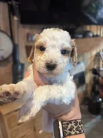 Yellow boy, a male Poodle - Miniature  and Miniature Goldendoodle for sale in Elizabethtown, NC – 1 of 6