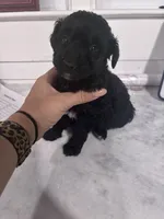 Green boy, a male Poodle - Miniature  and Miniature Goldendoodle for sale in Elizabethtown, NC – 4 of 8