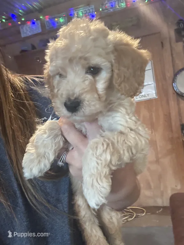 White boy  – Miniature Goldendoodle puppy for sale in Elizabethtown, NC