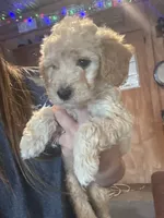 White boy , a male Miniature Goldendoodle for sale in Elizabethtown, NC – 1 of 7