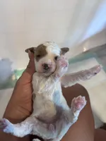 Pink girl, a female Poodle - Miniature  and Miniature Goldendoodle for sale in Elizabethtown, NC – 2 of 3