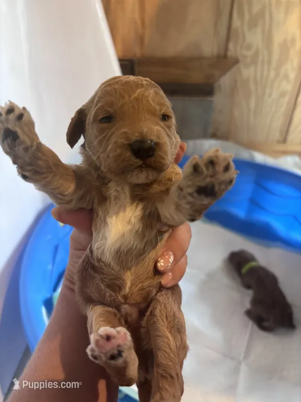 Orange boy – Poodle - Miniature , Miniature Goldendoodle puppy for sale in Elizabethtown, NC