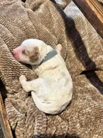 Grey boy , a male Miniature Goldendoodle for sale in Elizabethtown, NC – 1 of 4