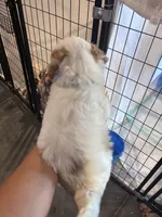 Grey boy , a male Miniature Goldendoodle for sale in Elizabethtown, NC – 5 of 7