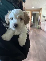 Grey boy , a male Miniature Goldendoodle for sale in Elizabethtown, NC – 2 of 7
