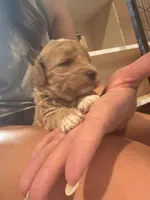 Pink girl , a female Miniature Goldendoodle for sale in Elizabethtown, NC – 9 of 10