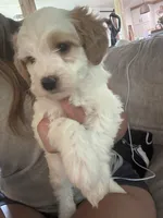Grey boy , a male Miniature Goldendoodle for sale in Elizabethtown, NC – 3 of 7