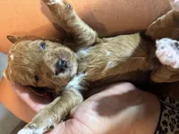 Pink girl , a female Miniature Goldendoodle for sale in Elizabethtown, NC – 7 of 10