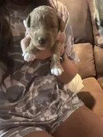 Pink girl , a female Miniature Goldendoodle for sale in Elizabethtown, NC – 6 of 10