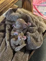 Pink girl , a female Miniature Goldendoodle for sale in Elizabethtown, NC – 2 of 5
