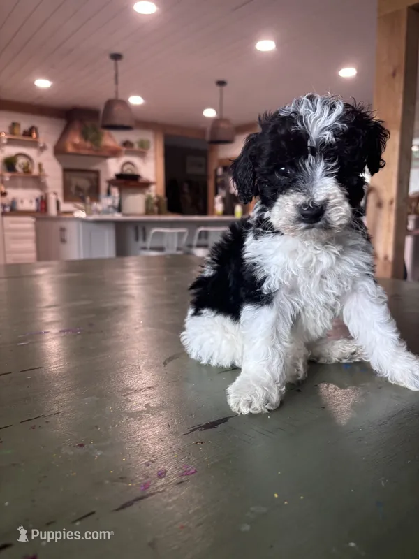 Teal boy – Poodle - Miniature , Miniature Goldendoodle puppy for sale in Elizabethtown, NC