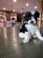 Teal boy, a male Poodle - Miniature  and Miniature Goldendoodle for sale in Elizabethtown, NC – 1 of 5