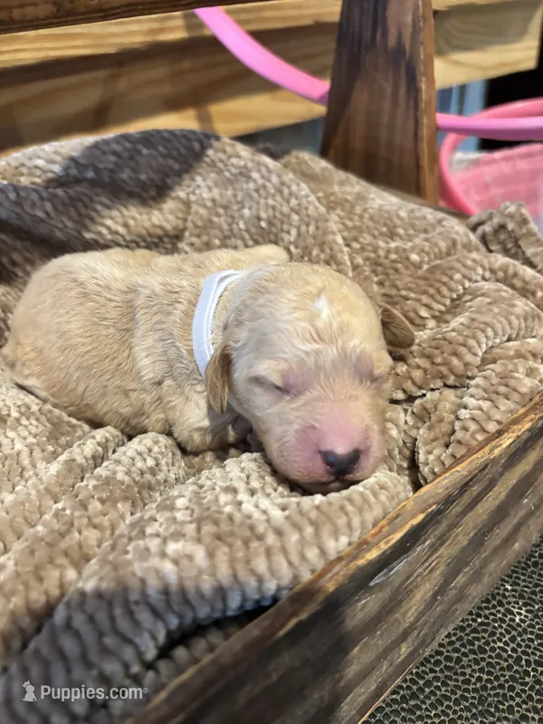 White boy  – Miniature Goldendoodle puppy for sale in Elizabethtown, NC