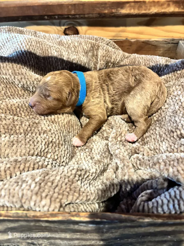 Blue boy – Miniature Goldendoodle puppy for sale in Elizabethtown, NC