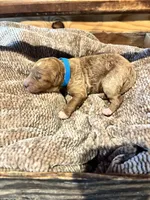 Blue boy, a male Miniature Goldendoodle for sale in Elizabethtown, NC – 1 of 5