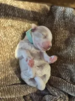 Teal boy , a male Miniature Goldendoodle for sale in Elizabethtown, NC – 3 of 5