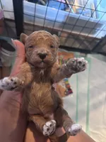 Green boy, a male Poodle - Miniature  and Miniature Goldendoodle for sale in Elizabethtown, NC – 4 of 5