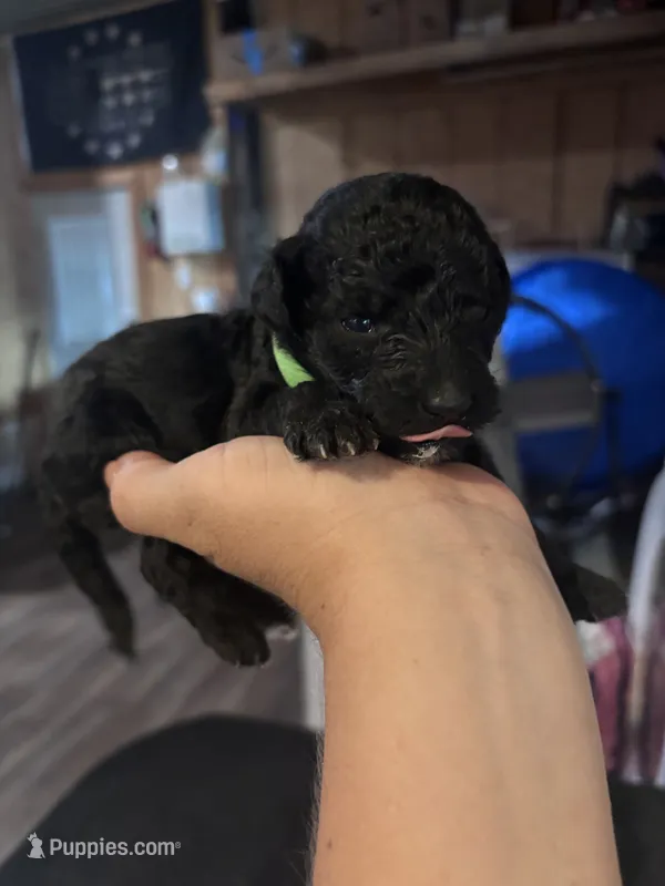 Green boy – Poodle - Miniature , Miniature Goldendoodle puppy for sale in Elizabethtown, NC