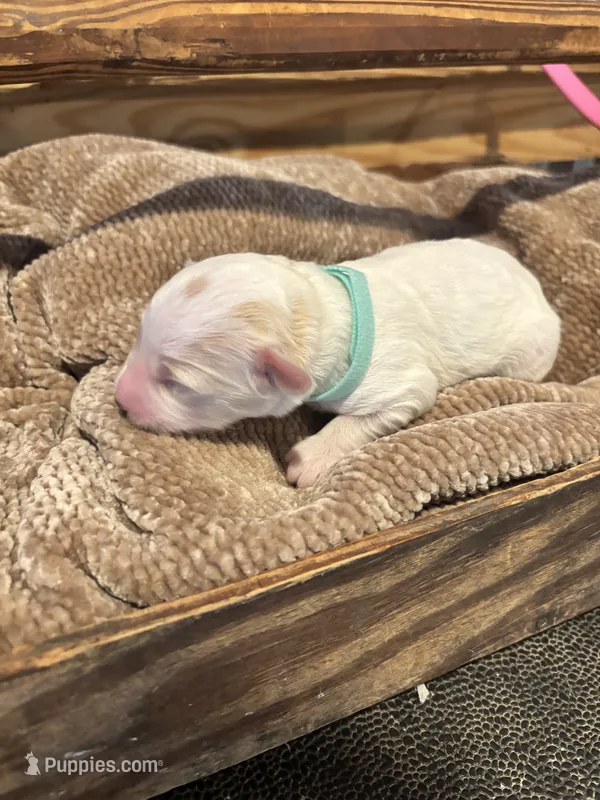 Teal boy  – Miniature Goldendoodle puppy for sale in Elizabethtown, NC
