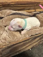 Teal boy , a male Miniature Goldendoodle for sale in Elizabethtown, NC – 1 of 5