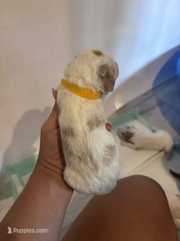 Yellow boy – Poodle - Miniature , Miniature Goldendoodle puppy for sale in Elizabethtown, NC