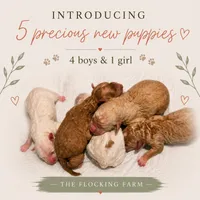 Blue boy, a male Miniature Goldendoodle for sale in Elizabethtown, NC – 4 of 5
