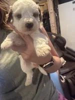 Grey boy, a male Poodle - Miniature  and Miniature Goldendoodle for sale in Elizabethtown, NC – 2 of 7