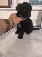 Green boy, a male Poodle - Miniature  and Miniature Goldendoodle for sale in Elizabethtown, NC – 2 of 8