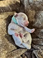 Teal boy , a male Miniature Goldendoodle for sale in Elizabethtown, NC – 2 of 5
