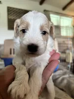 Teal boy , a male Miniature Goldendoodle for sale in Elizabethtown, NC – 2 of 10
