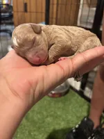 Pink girl , a female Miniature Goldendoodle for sale in Elizabethtown, NC – 4 of 5