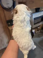 Grey boy, a male Poodle - Miniature  and Miniature Goldendoodle for sale in Elizabethtown, NC – 4 of 7