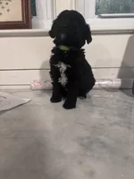 Green boy, a male Poodle - Miniature  and Miniature Goldendoodle for sale in Elizabethtown, NC – 1 of 8