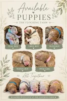 Blue boy, a male Miniature Goldendoodle for sale in Elizabethtown, NC – 3 of 5