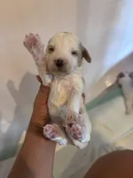 Yellow boy, a male Poodle - Miniature  and Miniature Goldendoodle for sale in Elizabethtown, NC – 2 of 3