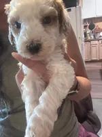 Yellow boy, a male Poodle - Miniature  and Miniature Goldendoodle for sale in Elizabethtown, NC – 2 of 6