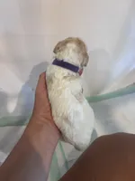 Purple girl, a female Poodle - Miniature  and Miniature Goldendoodle for sale in Elizabethtown, NC – 1 of 3