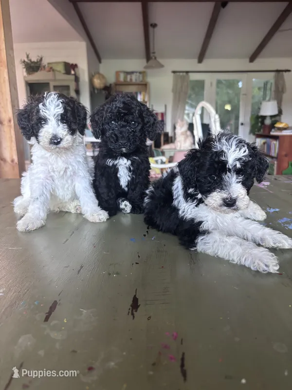 Orange boy – Poodle - Miniature , Miniature Goldendoodle puppy for sale in Elizabethtown, NC