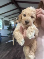 White boy , a male Miniature Goldendoodle for sale in Elizabethtown, NC – 3 of 7